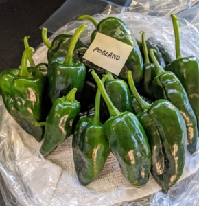Poblanos are mild chili peppers named after the Mexican state of Puebla where they were first grown. They're one of the most popular peppers used in Mexican and Tex-Mex cooking because they're not very spicy, but have a really great flavor, especially when roasted.