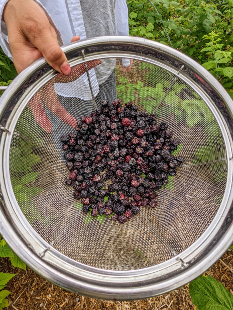 My Sweet Raspberry Harvesting Sweet Raspberries - The Martha Stewart Blog
