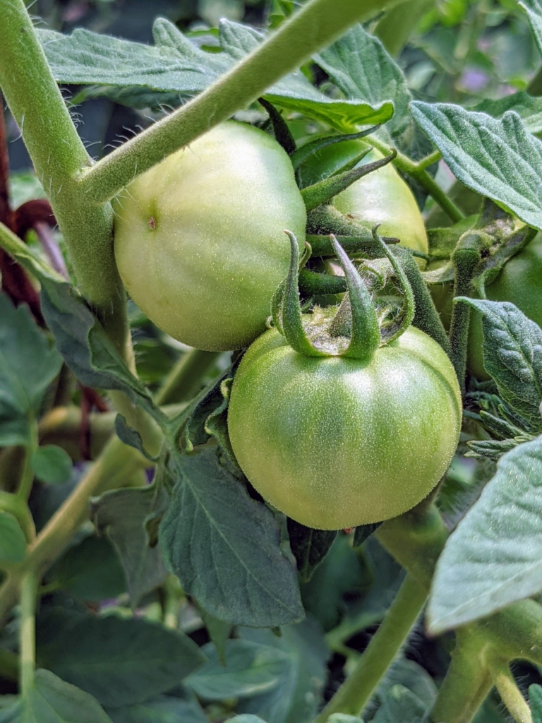 Detailed Martha Stewart Planting Tomatoes Background Collection Detailed Martha Stewart Planting Tomatoes Background Collection