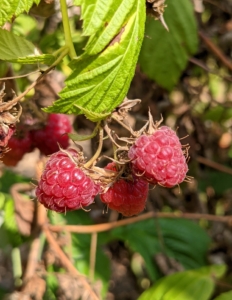 Raspberries are unique because their roots and crowns are perennial, while their stems or canes are biennial. A raspberry bush can produce fruit for many years.