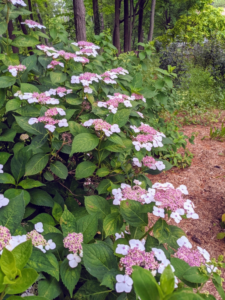 My Growing Perennial Border - The Martha Stewart Blog