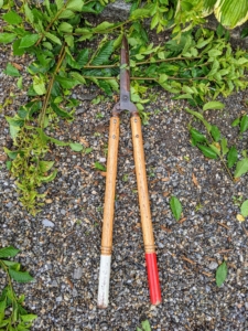 Pasang uses Japanese Okatsune shears specially made for trimming hedges. These shears are user-friendly and come in a range of sizes.
