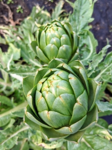 And here are more artichokes. The globe artichoke, Cynara scolymus, is actually a flower bud, which is eaten when tender. Buds are generally harvested once they reach full size, just before the bracts begin to spread open. When harvesting artichokes, cut off the bud along with about three inches of stem.