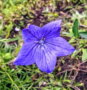 This is a balloon flower, Platycodon grandiflorus – a species of herbaceous flowering perennial plant of the family Campanulaceae, and the only member of the genus Platycodon. It is native to East Asia and is also known as the Chinese bellflower or platycodon.
