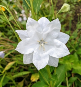 This is a double, white, bell-shaped flowers. Balloon flowers thrive in sun or partial shade. It likes well-drained, slightly acidic soil; and although the balloon flower plant will tolerate dry conditions, it prefers plenty of moisture. This cold hardy plant also does best in cooler conditions in summer, so afternoon shade is a good idea for warmer regions.