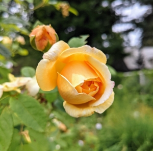 I have many, many roses in my flower garden and in various other areas of the farm. This perfect yellow rose is just opening. In the last few years, I’ve added to my collection of roses – David Austin roses and various varieties from Northland Rosarium. A rose is a woody perennial flowering plant of the genus Rosa, in the family Rosaceae. There are more than a hundred species and thousands of cultivars.