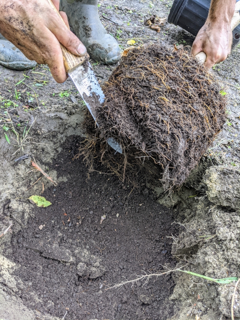 Planting Young Stewartia Trees - The Martha Stewart Blog