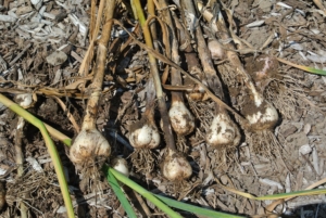 The next step is to prepare the garlic for curing. Curing is a process of letting the garlic dry in preparation for long-term storage. There’s no need to wash garlic – the point is to dry them out; however, they can be cleaned and trimmed.