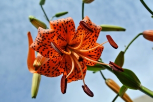 They have large, down-facing flowers, each with six recurved petals. Many flowers can be up to five inches in diameter.