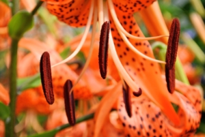 Lilies are well-known for having heavily pollinated stamens, which stain. Here, it is easy to see those pollen-filled anthers. When cutting, always remove the anthers to prevent a clothing disaster – just pinch them off with gloved fingers.