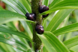 The blackish, round “seeds” that develop in the axils of the leaves along the main stem are called bulbils.
