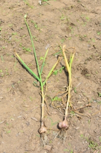Look at this pair. The garlic on the left still had a scape at the top. If the garlic scapes are not pulled from the plant, the garlic’s energy continues to go to the flower – notice how much smaller the head is compared to the one on the right.