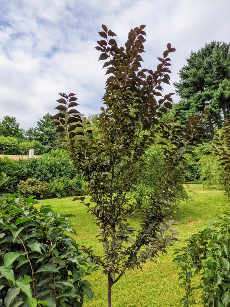 Blooming White Hydrangeas and Other Lush Plantings - The Martha Stewart ...