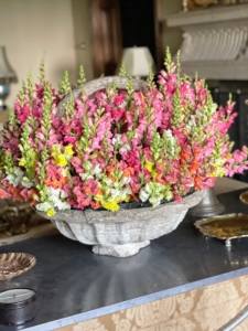 Here is a beautiful collection of snapdragons. Snapdragons are great for arrangements as they last quite a long time. A palette of pink, yellow, white, and orange looks very pretty against the earth tones in this room. These snapdragons are in a giant faux bois basket.