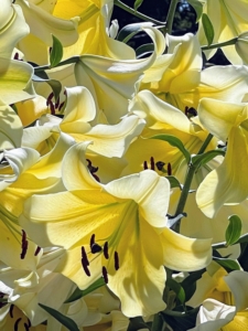 Here are some bright yellow lilies growing in the garden. Lilium is a genus of herbaceous flowering plants growing from bulbs and all with large, prominent flowers. The flowers are often fragrant, and come in a wide range of colors.