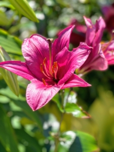 And don’t forget, lilies have heavily pollinated stamens, which stain, so before bringing them indoors, it’s important to gently pull the anthers with a tissue, or pinch them off with your fingers.