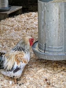 Here is a chicken enjoying a snack. These feeders are positioned at just the right height for easy, comfortable access.