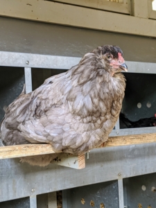 When laying, hens appreciate privacy – my coops are open all day, so the hens could go inside to their nesting boxes. This hen is perched just outside the nesting box inside the coop.