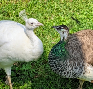 And, do you know… a group of peafowl is often called a party, a muster or an ostentation?