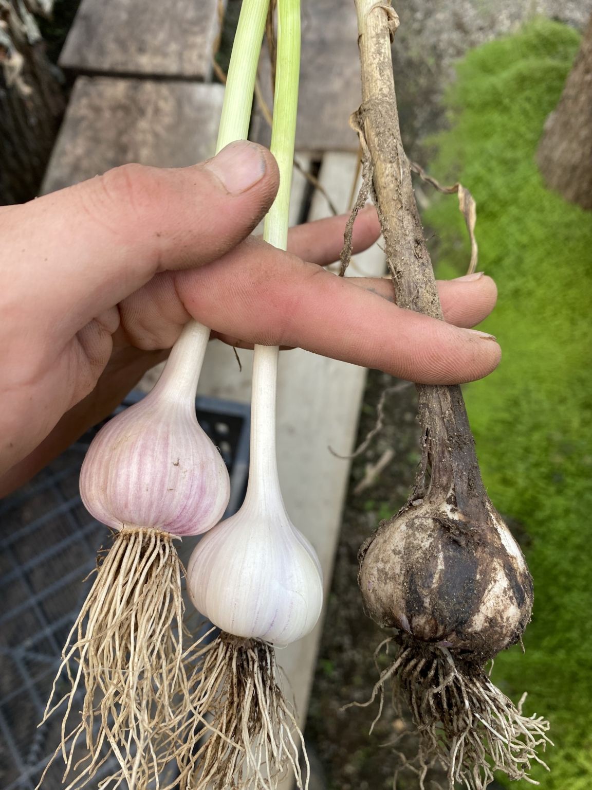 Picking the Season's Garlic The Martha Stewart Blog