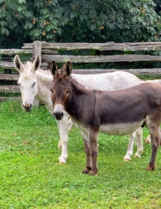 Donkeys are calm, intelligent, and have a natural inclination to like people. Donkeys show less obvious signs of fear than horses.
