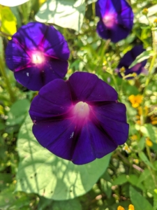 Morning glories are annual climbers with slender stems, heart-shaped leaves, and trumpet-shaped flowers of pink, purple-blue, magenta, or white. The vine grows quickly—up to 15-feet in one season.