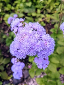 Ageratum houstonianum, a native of Mexico, is among the most commonly planted ageratum variety. Ageratums have soft, round, fluffy flowers in various shades of blue, pink, or white.
