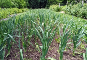 In early June, one can see the scapes beginning to form. Garlic scapes are the flower buds of the garlic plants. They’re ready about a month before the actual garlic bulbs. Scapes are delicious and can be used just like garlic.