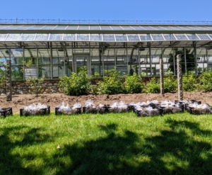 I knew this area would be perfect for planting our dahlias. This location gets great sun. Dahlias grow more blooms when they get at least six to eight hours of direct sunlight per day. And because this spot is behind this large structure, it is also protected from strong winds.