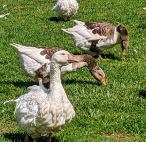 Unlike most bird species, which molt their feathers one at a time, waterfowl lose their flight feathers all at once. This is called a “simultaneous wing molt”. Geese typically undergo just one complete molt a year, during summer, replacing all body, wing, and tail feathers shortly after the nesting season.