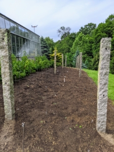 All our dahlias are frost-tender tuberous plants. Dahlias can overwinter outdoors where the weather is mild; however, here in the Northeast, severe winter conditions can cause them to split and rot, so they are pulled from the ground and stored away every fall and replanted in spring. Here is the garden bed all planted in June.