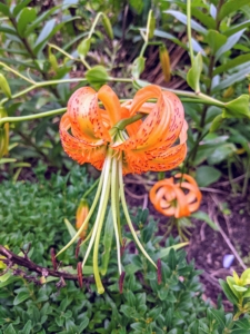 Tiger lilies, Lilium lancifolium, bloom in mid to late summer, are easy to grow and come back year after year.