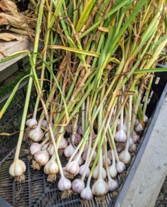 The green leaves can be left intact during the curing process. The bulb continues to draw energy from the leaves until all the moisture evaporates.
