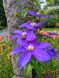 There are still a few clematis also. I have always loved clematis, and over the years I have grown many varieties of this wonderful plant. When well-maintained, clematis can bloom profusely over a long season, from early summer to early fall.
