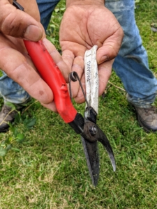 For this hedge, Pasang uses his Okatsune hand pruners. Pruning shears, hand pruners, or secateurs are a type of scissors used on plants. They are strong enough to prune hard branches of trees and shrubs, sometimes up to an inch thick. Everyone on the crew has a pair.