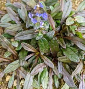 Another bugleweed is this ‘Chocolate Chip’ – also planted on the inside of the pool fence. Ajuga ‘Chocolate Chip’ is spreading, miniature chocolate foliage with lacy blue flowers in spring.