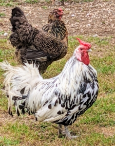 This white and black bird is a handsome Hamburg. These are small and active. They are an old, traditional breed whose origin goes back hundreds of years. Hamburg roosters are also known to be particularly loud and love to crow.