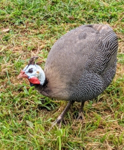 This is one of my Guinea fowl. Guinea fowl love to mingle with the chickens – everyone gets along very well. Guinea fowl weigh about four-pounds fully grown. With short, rounded wings and short tails, these birds look oval-shaped. Their beaks are short but curved and very stout.