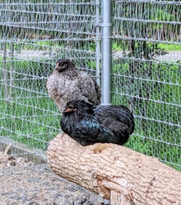 These chickens are well socialized – they love to watch all the activity from their perches. They also do well in many types of weather – they are very hardy birds, but optimal temperatures range between 65-degrees and 75-degrees Fahrenheit.