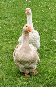 Here is Toulouse and a Sebastopol - these geese are very curious.