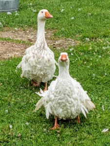 And here are two Sebastopol geese coming to say hello. Sebastopols are considered medium-sized birds. Both males and females have pure white feathers that contrast with their bright blue eyes and orange bills and feet. Sebastopol geese have large, rounded heads, slightly arched necks, and keelless breasts. And what is most striking is the plumage. The plumage of the head and upper two-thirds of the neck is smooth, while that of the breast and underbody is elongated and well-curled.