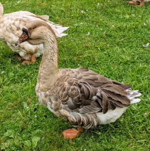 Geese don't sweat like humans, so to keep cool on very warm summer days, they open their mouths and “flutter” their neck muscles to promote heat loss.