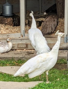 Remember, technically only the males are peacocks. The females are peahens, and both are peafowl. Babies are peachicks. A family of peafowl is called a bevy.