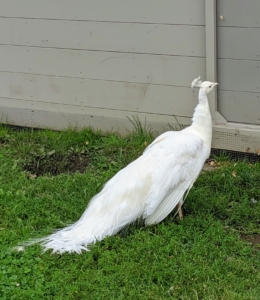 I am so pleased with how well they thrive here at the farm. With 20 peafowl in all, I have a variety of all-white, as well as colorful, and interestingly marked birds.