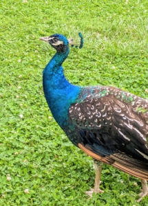 Full grown, peafowl can weigh up to 13-pounds. The peacock is a large sized bird with a length from bill to tail 39 to 45 inches.