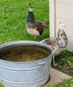 This duo of peahens enjoys walking around the pen together. Peafowl are pretty social and curious animals. Yearling peafowl act much like teenagers – they play, pester each other and love to explore if allowed. The water receptacles are cleaned several times a day and always filled with clear, fresh drinking water.