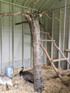 Inside the coop, they also have other perches such as this tree and ladder - both made using wood from the farm.