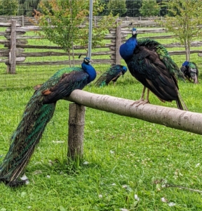 Peafowl will look at you in the eye; however, if you stare at them or seem aggressive in your body movements, these birds will feel threatened. Talking softly and keeping eyes averted tells them you are not a predator.