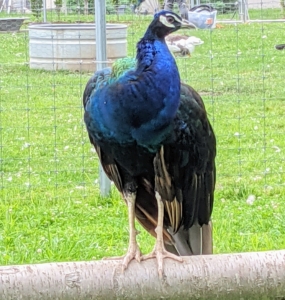 A peafowl’s legs are very strong. They have three toes on each foot facing forward, and one facing backwards. They also have sharp, powerful metatarsal spurs that are used for defense. Also, as they develop, males will tend to have longer legs than females.