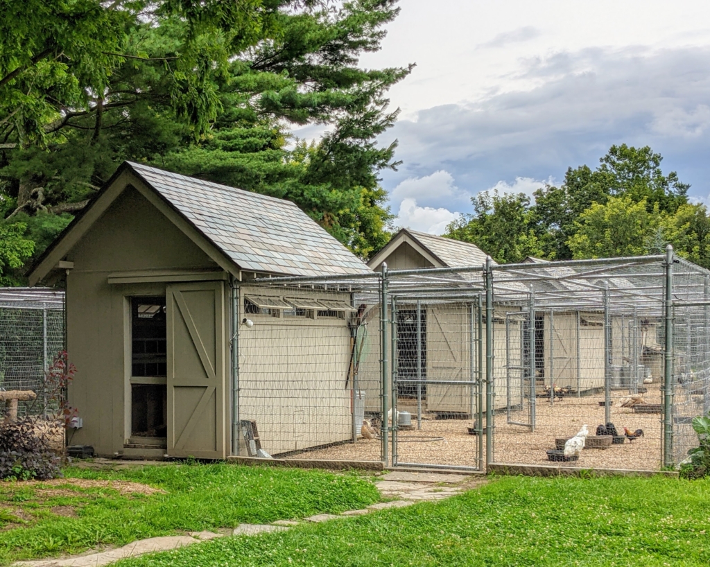 Visiting My Chickens The Martha Stewart Blog